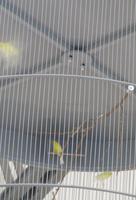 Three canaries in a cage