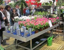 Flowerpots with pink flowers