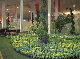 Yellow, orange, and white tulips