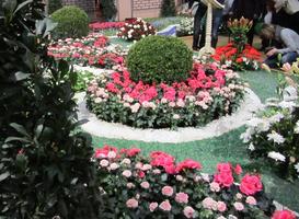 Pink, red, and white flowers
