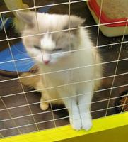 White and gray medium length hair cat