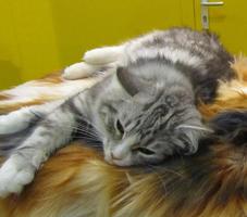 Gray tabby lying on side on cat tree