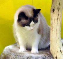 Siamese mix medium hair cat