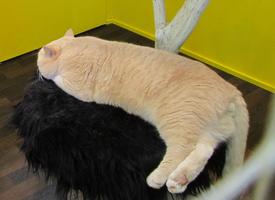 Large orange cat asleep on cat tree