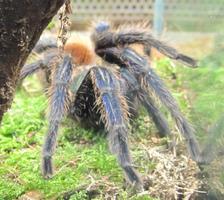 Very large spider