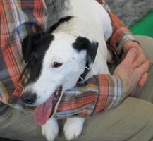 Dog with half black, half white face