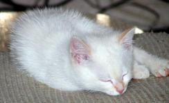 asleep on the chair