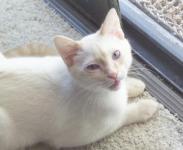 Face pic of Marco showing his conjunctivitis.