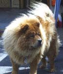 fluffy brown dog