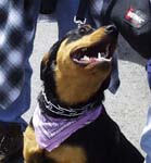 dog with neckerchief