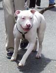 white dog