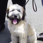white terrier