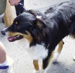 brown / black / white dog