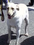 white dog