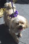 pekinese-type dog