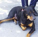 labrador-type dog