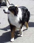 collie-like dog