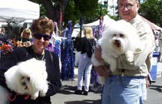 poodle-like dogs