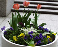 [planter w. various flowers]