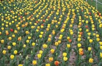 [tulips]