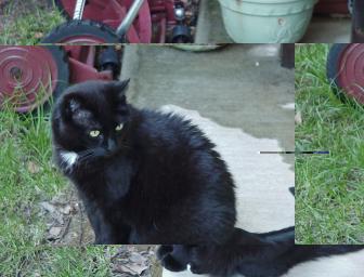 misaligned picture of cat