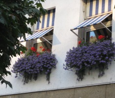 blue flowers