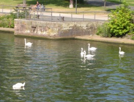 Six swans swimming (seventh had day off)