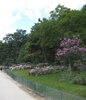 purple flowers in the park