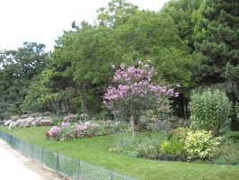more flowers