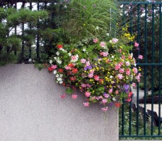spray of flowers near hospital