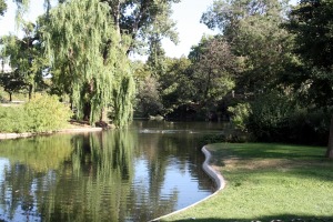 lake with ducks and surrounding trees