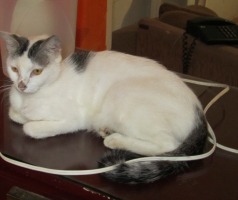 white cat with gray striped tail