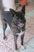 black dog with white chest