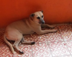 large tan dog