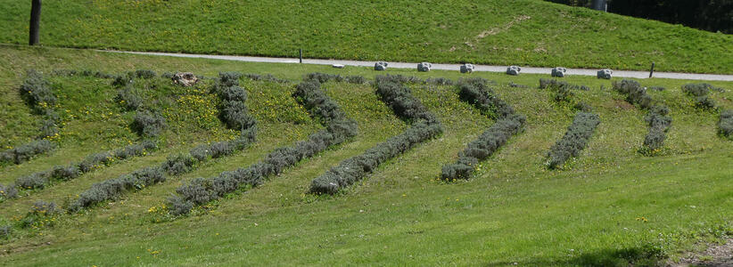 chevron shaped hedgerows
