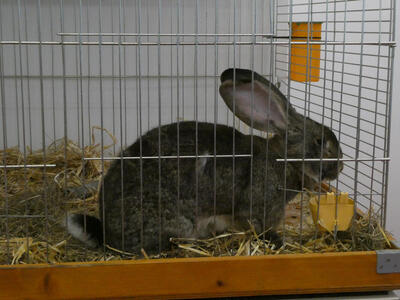 extremely large dark brown rabbit