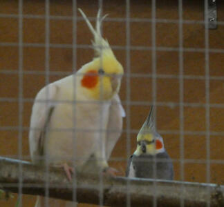 White bird with yellow face and red spot on cheeks