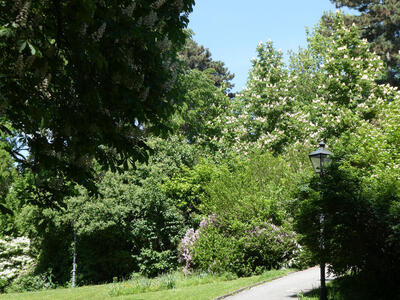trees in Stadtpark