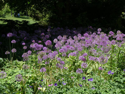 purple flowers in Stadtpark