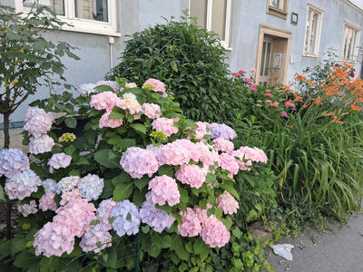 pink blue and white flowers