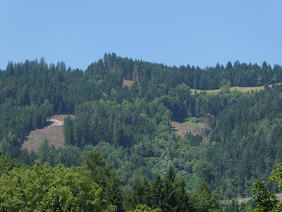 hills with evergreen trees