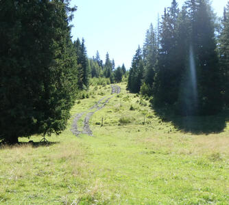 trail through pasture
