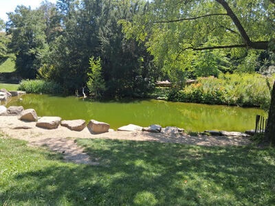 Stream with trees in background