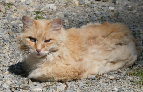 long haired orange cat