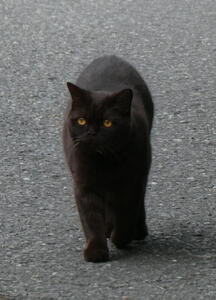 Black cat with yellow eyes walking toward camera