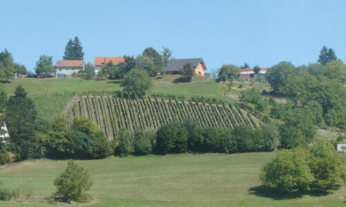 rows of plants oriented vertically on a steep hill; open field in foreground and houses in background