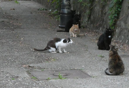 Four feral cats with various colorations