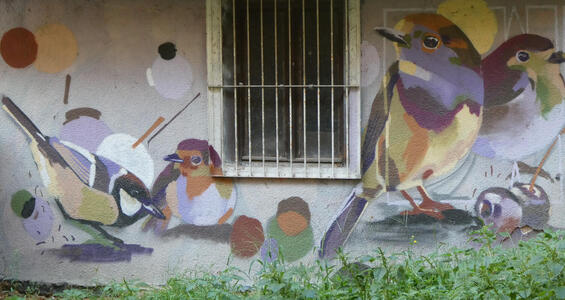 Multi-coloured birds