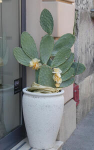 Potted cactus in front of a store. It has three yellow flowers blooming on it.