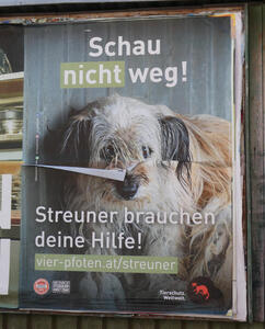Poster of a somewhat bedraggled puppy with white and brown fur. Schau nicht weg! Streuner braucht deine Hilfe!